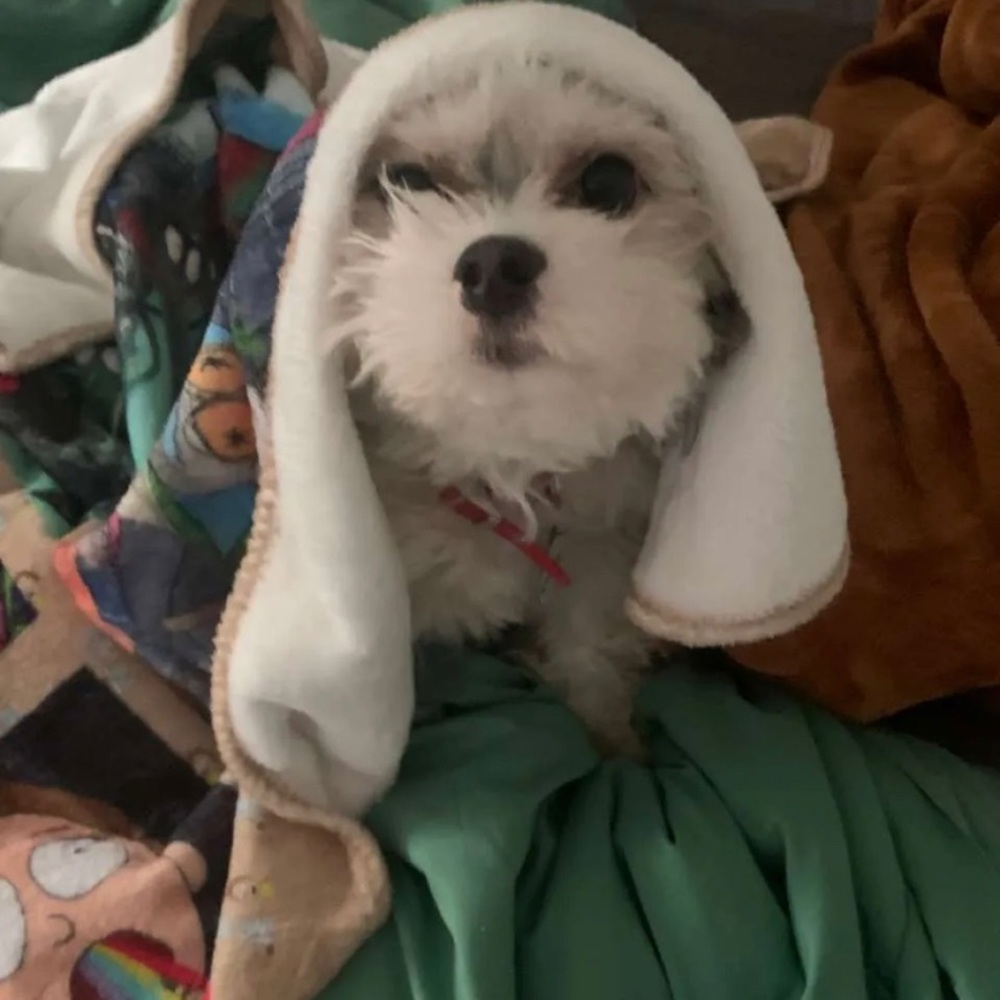 Meet your Posher, Izzy